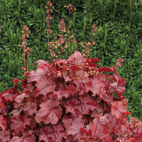 Alūnė ( lot. Heuchera) Northern Exposure Red 
