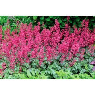 Alūnė ( lot. Heuchera) Paris