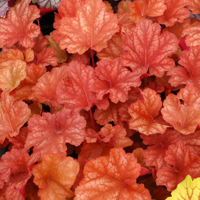 Alūnė ( lot. Heuchera) Rio