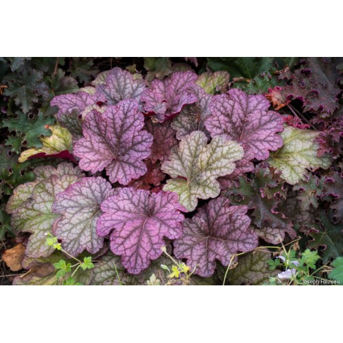 Alūnė ( lot. Heuchera) World Cafe Shakerato