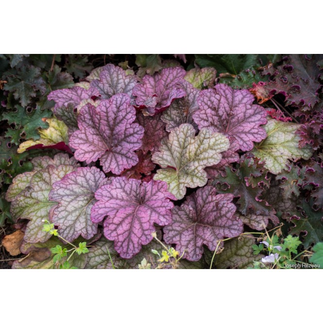 Alūnė ( lot. Heuchera) World Cafe Shakerato