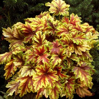 Heucherelė ( lot. Heucherela) Gold Zebra
