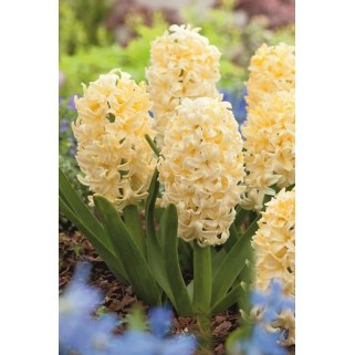 Hiacintas (lot. Hyacinthus oientalis ) Gipsy Princess , 50 vnt, 2026  ruduo