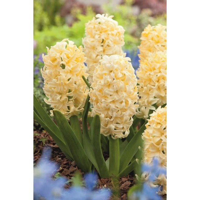 Hiacintas (lot. Hyacinthus oientalis ) Gipsy Princess , 50 vnt, 2026  ruduo