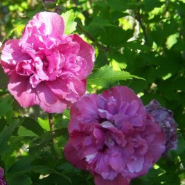 Kinrožė ( lot. Hibiscus syriacus) Sanchoyo