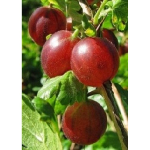 Agrastas raudonasis ( lot. Ribes uva-crispa)  Hinonmaki