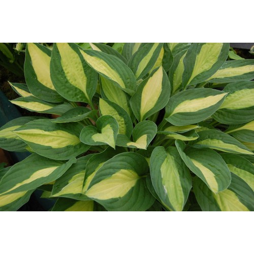 Melsvė ( lot. Hosta) Gypsy Rose