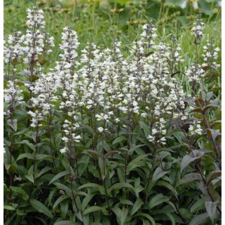 Penstemonas ( lot. Penstemon digitalis) Husker Red