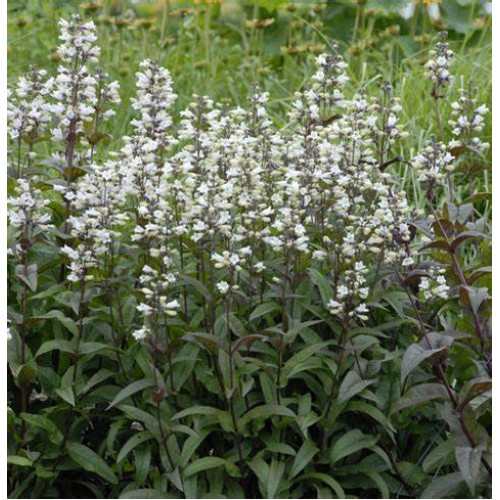Penstemonas ( lot. Penstemon digitalis) Husker Red