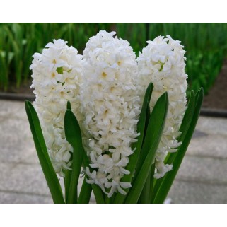 Hiacintas (lot. Hyacinthus oientalis ) White Pearl , 50 vnt  2026 ruduo