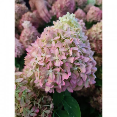 Hortenzija šluotelinė ( lot. Hydrangea paniculata) Pixio