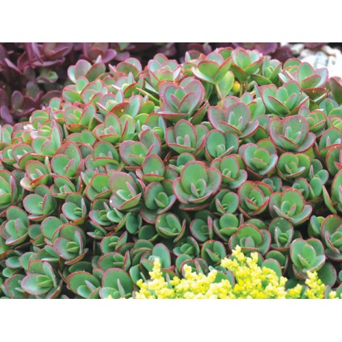 Šilokas  ( lot. Sedum hybrid) Sunsparkler Lime Zinger