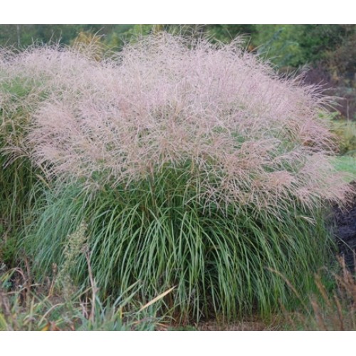 Miskantas kininis ( lot. Miscanthus chinensis ) Herman Mussel