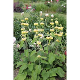 Gumbene ( lot. Phlomis russeliana) 