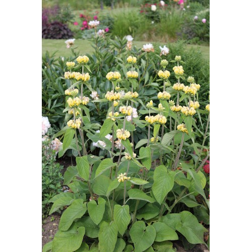 Gumbene ( lot. Phlomis russeliana) 