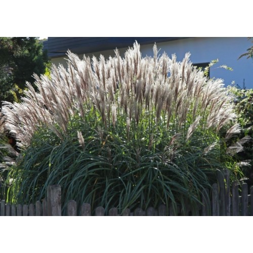 Miskantas kininis ( lot. Miscanthus chinensis ) Grosse Fontane