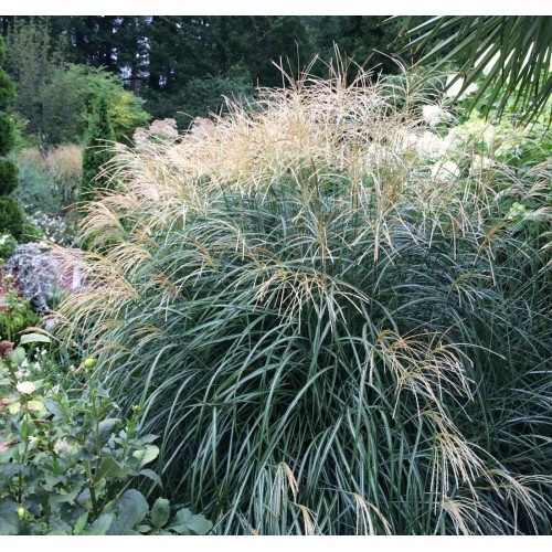 Miskantas kininis ( lot. Miscanthus chinensis ) Adagio