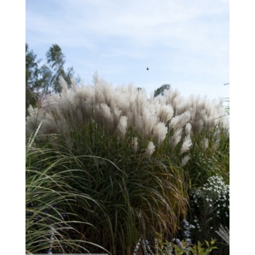 Miskantas kininis ( lot. Miscanthus chinensis ) Ballerina