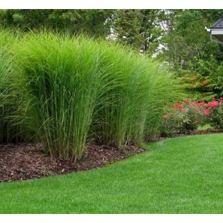 Miskantas kininis ( lot. Miscanthus chinensis ) Gracillimus