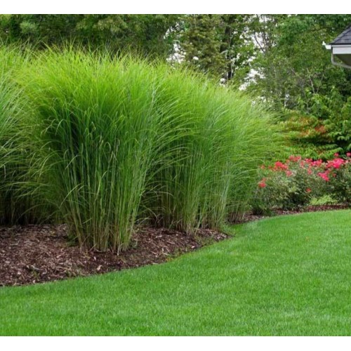 Miskantas kininis ( lot. Miscanthus chinensis ) Gracillimus