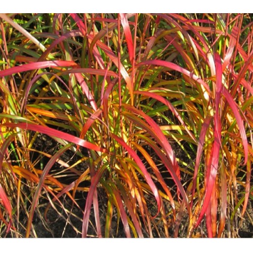 Miskantas kininis ( lot. Miscanthus chinensis) Navajo