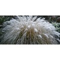 Soruolė  pašiaušėlinė (lot. Pennisetum alopecuroides)  Red Head