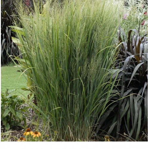 Ryškėtoji sora ( lot. Panicum virgatum) Northwind