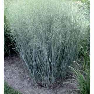 Ryškėtoji sora ( lot. Panicum virgatum) Heavy Metal