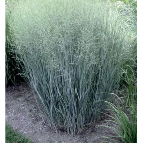 Ryškėtoji sora ( lot. Panicum virgatum) Heavy Metal