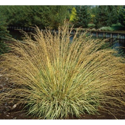 Melvenė  melsvoji ( lot. Molinia careluea) Variegata