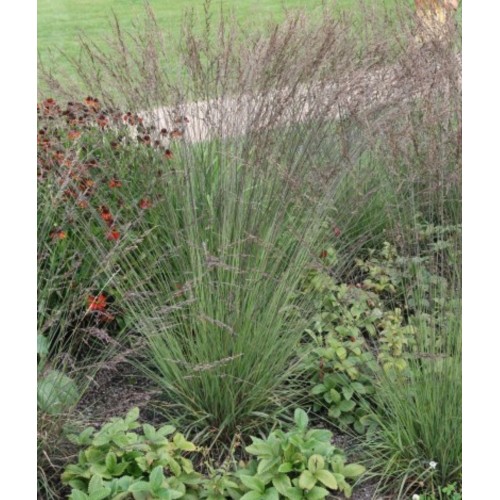 Melvenė  melsvoji ( lot. Molinia careluea) Edith Dudszus