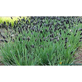 Melitas ( lot. Sesleria nitida) 