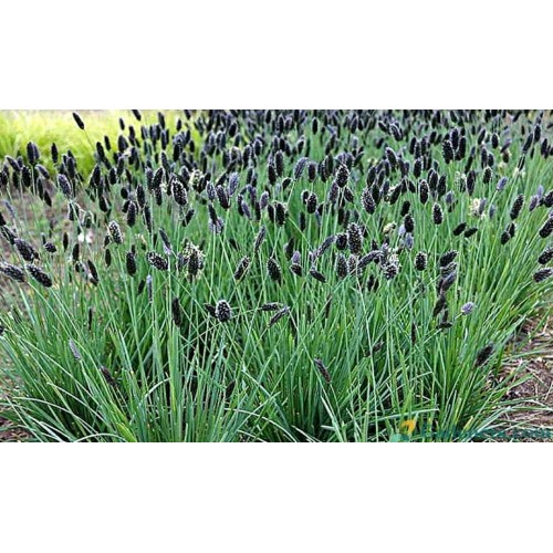 Melitas ( lot. Sesleria nitida) 