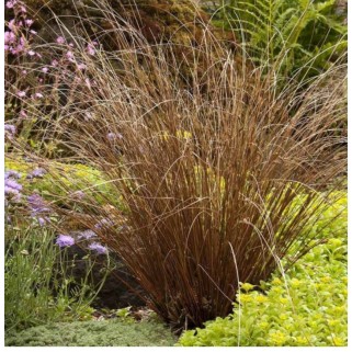 Viksva žvilgioji ( lot. Carex buchananii) Red Rooster