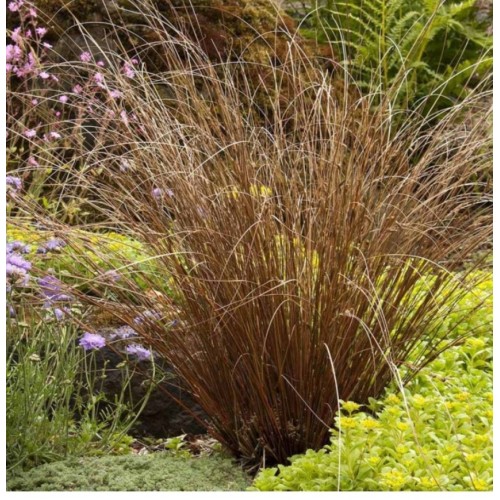 Viksva žvilgioji ( lot. Carex buchananii) Red Rooster