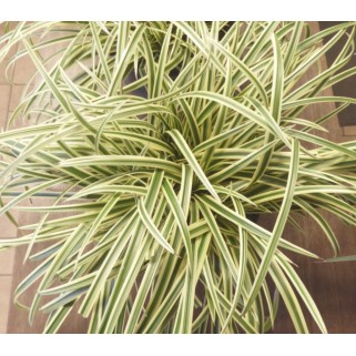 Viksva žvilgioji ( lot. Carex  morrowii) Vanilla ice