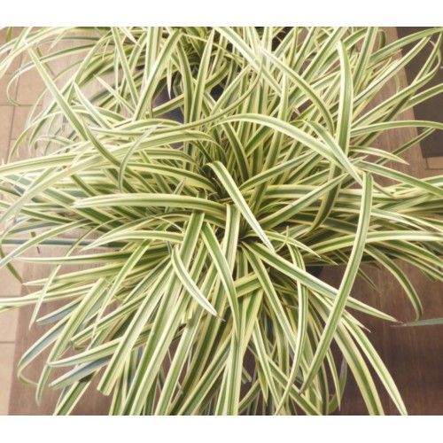 Viksva žvilgioji ( lot. Carex  morrowii) Vanilla ice