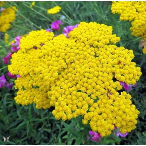 Kraujažolė vingiorykstinė (lot. Achillea filipendulina) Cloth of Gold