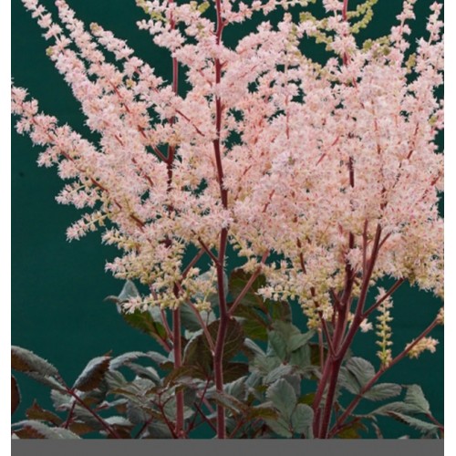 Astilbė kininė  (lot.Astilbe chinensis) Spotlight