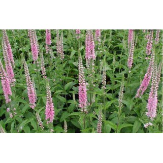 Veronika ilgalapė  (lot. Veronica longifolia)  Pink Shades