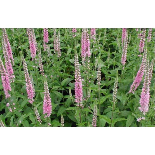 Veronika ilgalapė  (lot. Veronica longifolia)  Pink Shades
