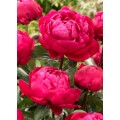 Bijūnas puikusis ( lot. peonia lactiflora) Red Sarah Bernhardt
