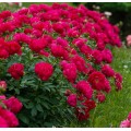 Bijūnas puikusis ( lot. peonia lactiflora) Red Sarah Bernhardt