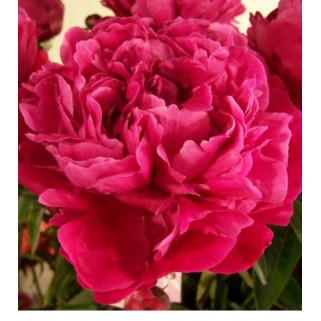 Bijūnas puikusis ( lot. peonia lactiflora) Red Sarah Bernhardt vazone