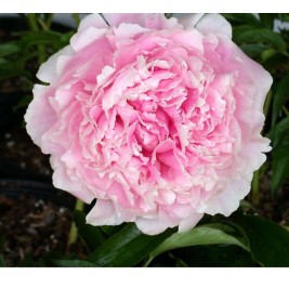 Bijūnas puikusis ( lot. peonia lactiflora) Sarah Bernhardt vazone