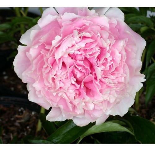 Bijūnas puikusis ( lot. peonia lactiflora) Sarah Bernhardt vazone