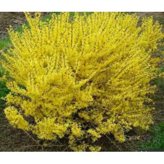 Forsitija tarpinė ( lot. Forsythia intermedija) Maluch
