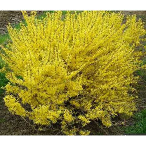 Forsitija tarpinė ( lot. Forsythia intermedija) Maluch