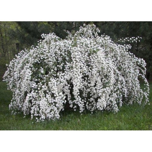 Lanksva vanhuto ( lot. Spiraea vanhouttei) 