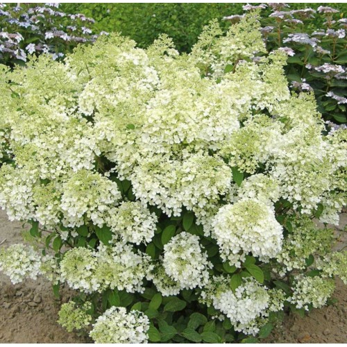 Hortenzija šluotelinė ( lot. Hydrangea paniculata) Bobo